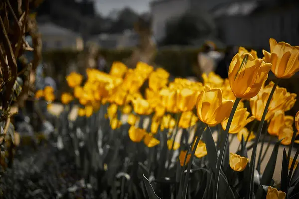 Mirabell palace and garden in springtime Salzburg, Austria — Stock Photo, Image