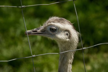 Bir çit arkasında bir Nandu Başkanı
