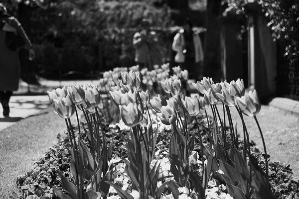 Palais et jardin Mirabell au printemps Salzbourg, Autriche — Photo