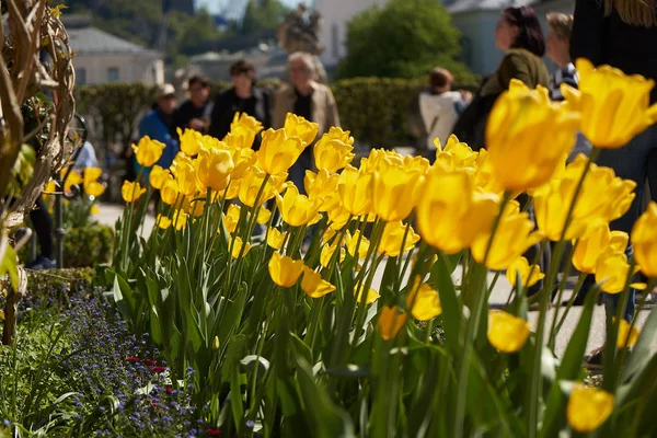 Mirabell palace and garden in springtime Salzburg, Austria — Stock Photo, Image