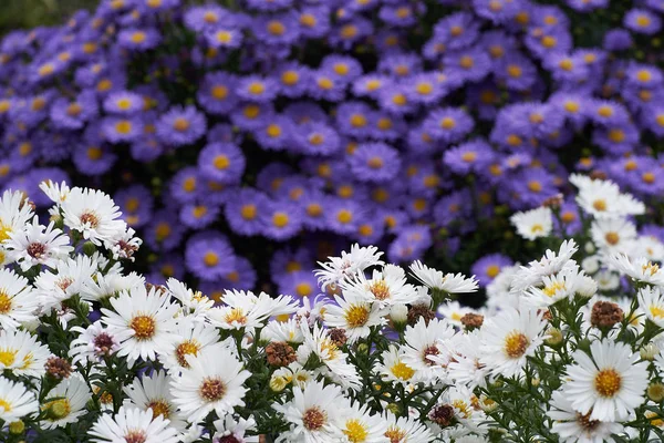 Fiori blu e bianchi in un parco — Foto Stock