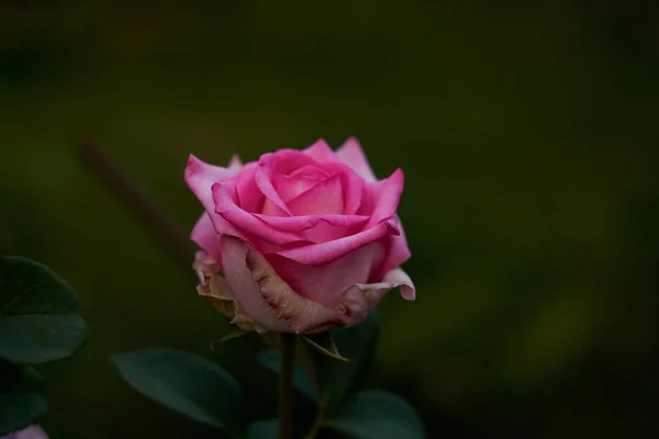 Ροζ τριαντάφυλλο στον κήπο μας — Φωτογραφία Αρχείου
