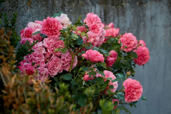 Růžové růže v naší zahradě — Stock fotografie