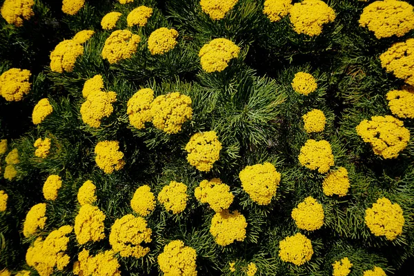 Κίτρινα λουλούδια στο τραπέζι βουνό κοντά Κέιπ Τάουν — Φωτογραφία Αρχείου