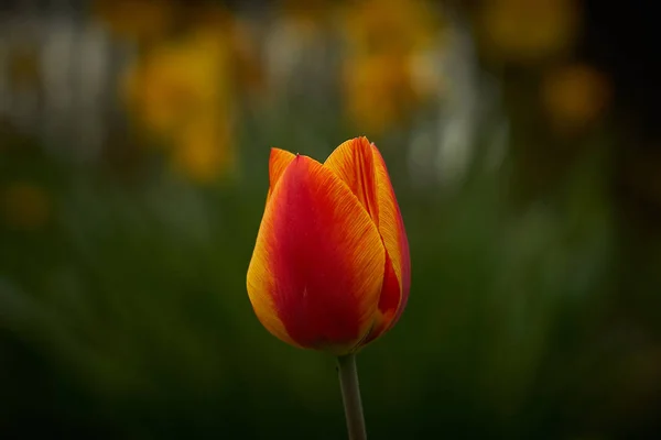 Czerwony pomarańczowy Żółty tulipan pojedynczy kwiat i — Zdjęcie stockowe