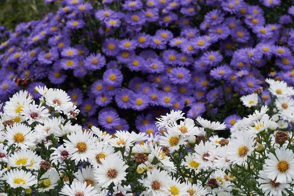 Blauwe en witte bloemen in een park — Stockfoto