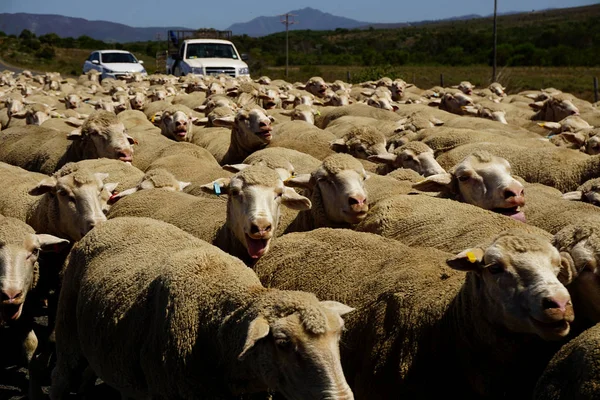 Sheep on a road in New Zealand