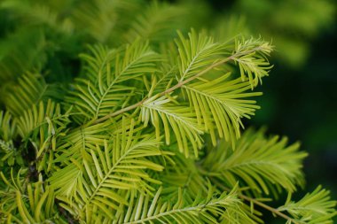 Bir redwoodtree yeşil yaprak dokusu