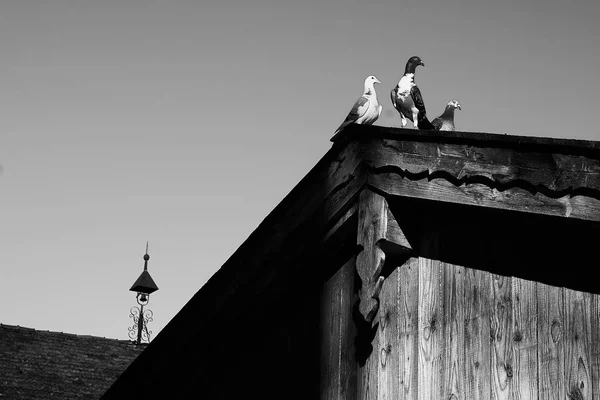 Pigeon or dove on roofs — Stock Photo, Image