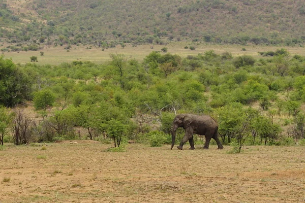 Olifant in Pilanesberg national park Stockfoto