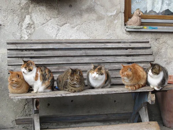 Katten zittend op een bankje Stockfoto