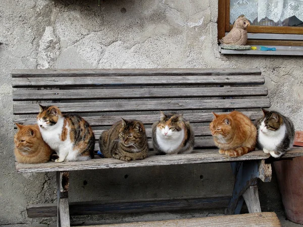 Gatos sentados en un banco — Foto de Stock