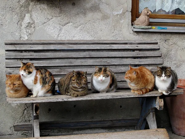 Katten zittend op een bankje Stockafbeelding