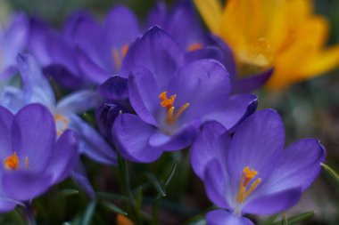 Munich Bavyera bahar Crocusses