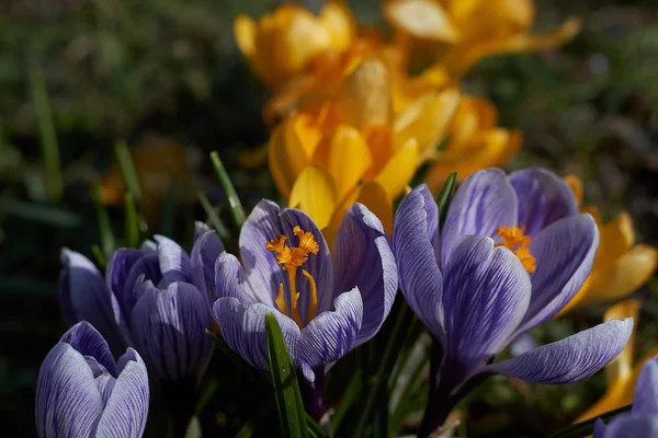 Munich Bavyera bahar Crocusses — Stok fotoğraf