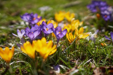 Munich Bavyera bahar Crocusses