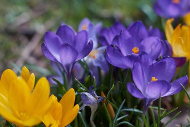 Munich Bavyera bahar Crocusses