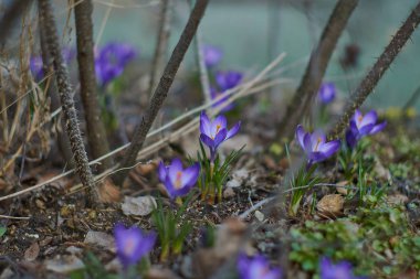 Munich Bavyera bahar Crocusses