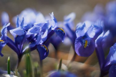 Munich Bavyera bahar Crocusses