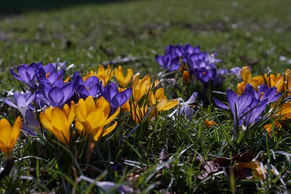 Crocus au printemps dans munich bavaria — Photo