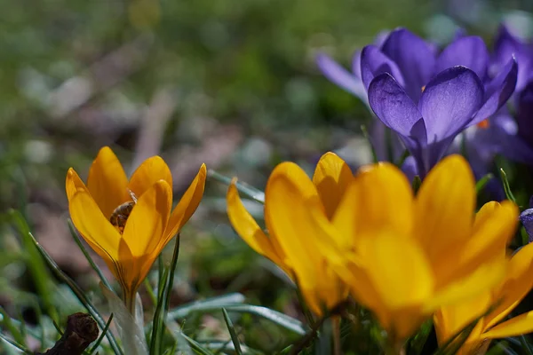 Crocusses in spring in munich bavaria — Stock Photo, Image