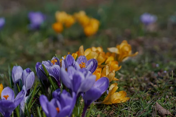 Crocusses in spring in munich bavaria — Stock Photo, Image