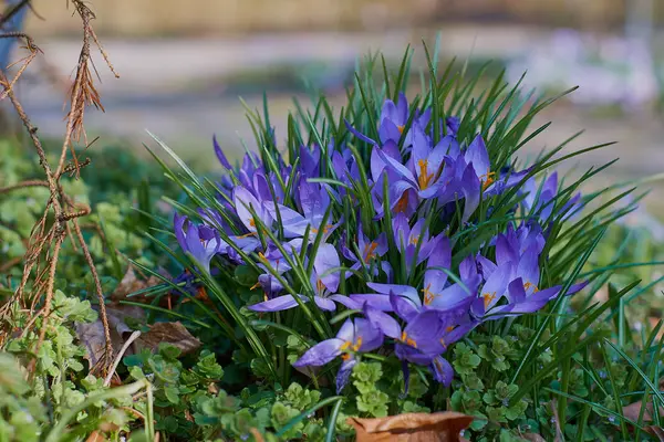 Croci in primavera a munich bavaria — Foto Stock