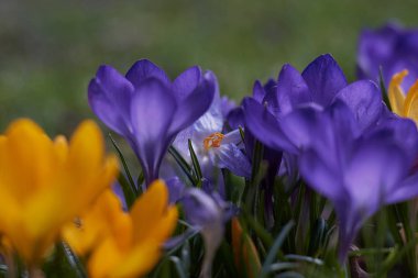 Munich Bavyera bahar Crocusses