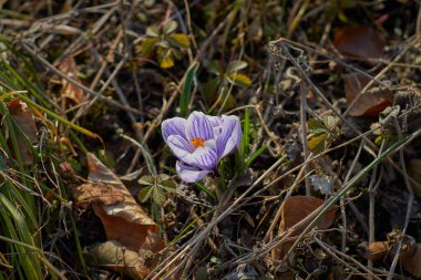 Munich Bavyera bahar Crocusses