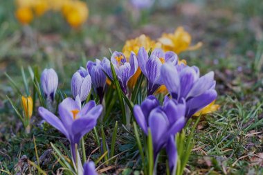 Munich Bavyera bahar Crocusses
