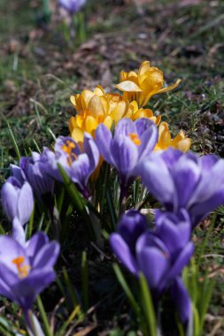 Munich Bavyera bahar Crocusses