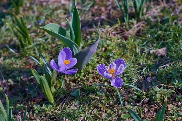 Munich Bavyera bahar Crocusses — Stok fotoğraf