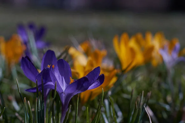 Crocusses in spring in munich bavaria — Stock Photo, Image