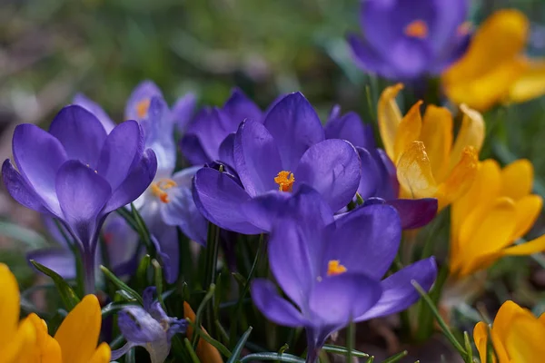 Munich Bavyera bahar Crocusses — Stok fotoğraf