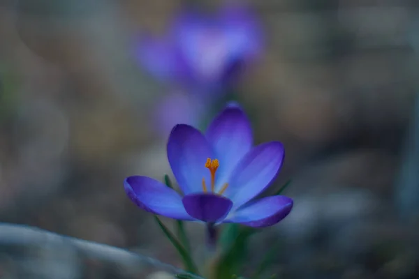 Crocusses na jaře Bavorsko, Mnichov — Stock fotografie