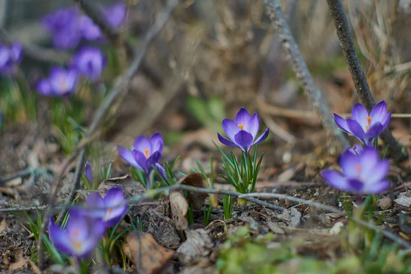 Crocusses na jaře Bavorsko, Mnichov — Stock fotografie