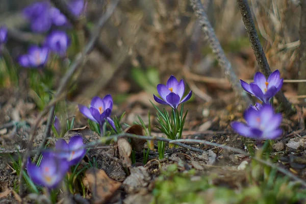 Munich Bavyera bahar Crocusses — Stok fotoğraf