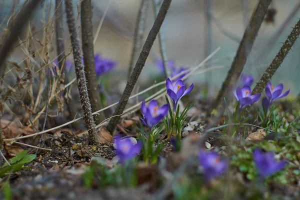 Crocusses in spring in munich bavaria — Stock Photo, Image