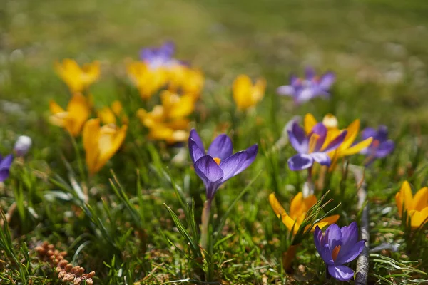 Munich Bavyera bahar Crocusses — Stok fotoğraf