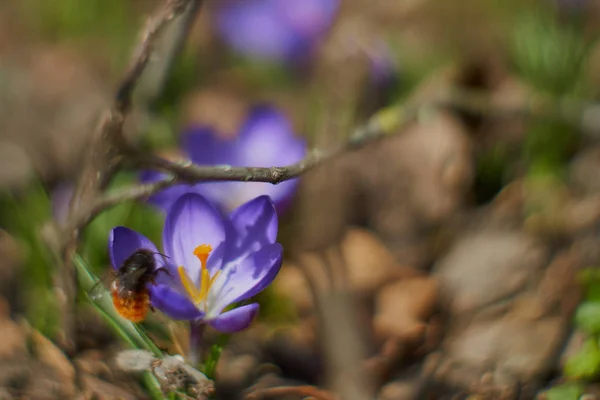 Весной крокусы в баварии — стоковое фото