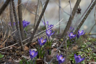 Munich Bavyera bahar Crocusses