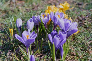 Munich Bavyera bahar Crocusses