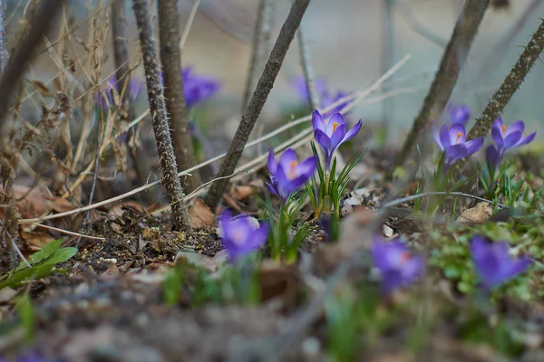 ミュンヘンのババリアの春はクロッカス — ストック写真