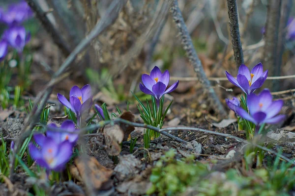 Munich Bavyera bahar Crocusses — Stok fotoğraf