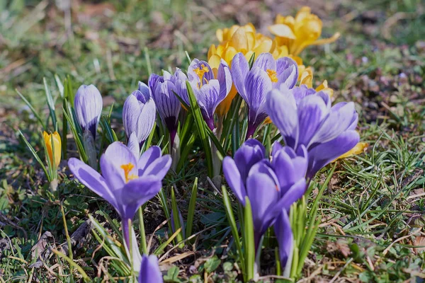 Munich Bavyera bahar Crocusses — Stok fotoğraf