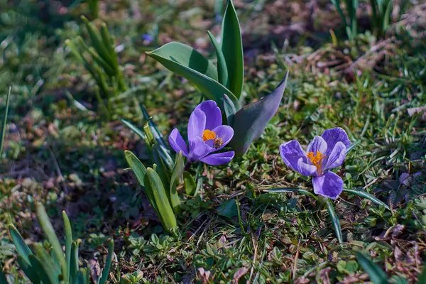 뮌헨 바바리아에서 봄 Crocusses — 스톡 사진