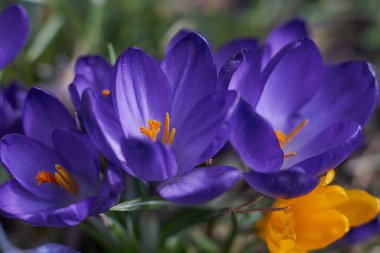 Munich Bavyera bahar Crocusses