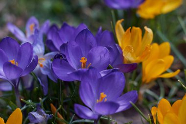 Munich Bavyera bahar Crocusses