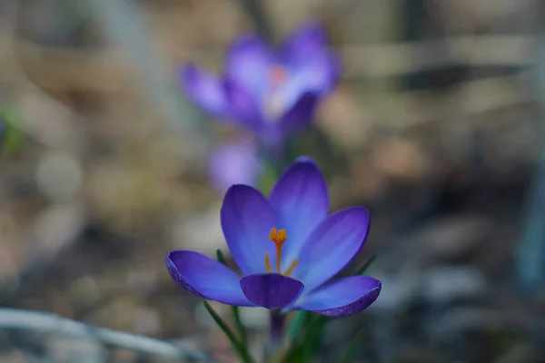 Crocusses na jaře Bavorsko, Mnichov — Stock fotografie