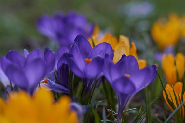 Munich Bavyera bahar Crocusses